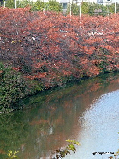 2007/12/01;外堀公園の燃えるようなさくら