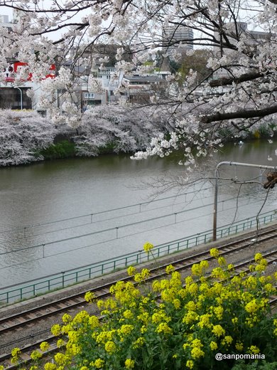 2008/03/29;菜の花と桜とお堀のストライプ