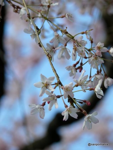 2009/03/28;新見附橋の千代田区側にある枝垂桜