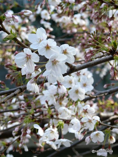 2009/03/29;江戸川橋の桜