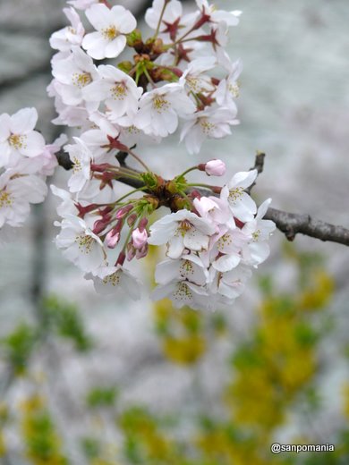 2009/04/04;外堀通の桜