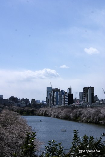 2012/04/07;外堀通り沿いの桜