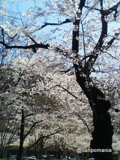 2007/03/30;外堀公園